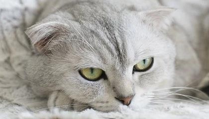 欧亿体育-乐鱼体育：让热爱体育的你在每一刻都嗨起来的线上娱乐平台