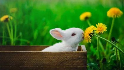 欧亿体育-乐鱼体育：让热爱体育的你在每一刻都嗨起来的线上娱乐平台